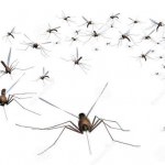 http://www.dreamstime.com/royalty-free-stock-image-mosquito-swarm-image3831666