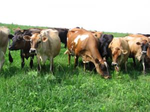dairy-cows-pasture