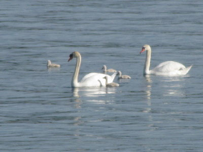 swans-02