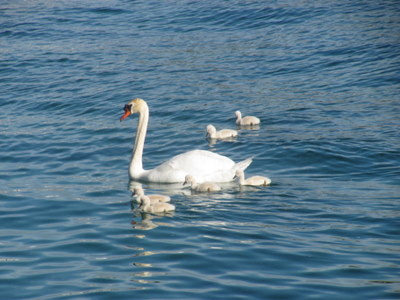 swans-04