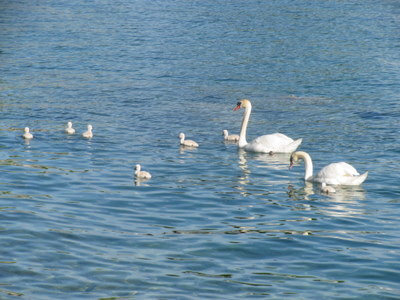 swans-05