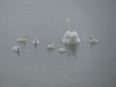 swans-06
