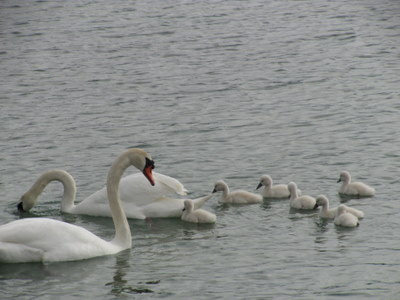 swans-14