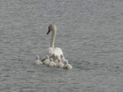 swans-16